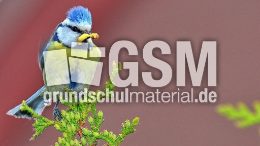 Blaumeise_mit_Futter (10).jpg